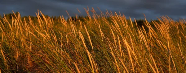 Dramatic Sunset Sky Storm Clouds Baltic Sea Shore Dune Grass — Fotografia de Stock