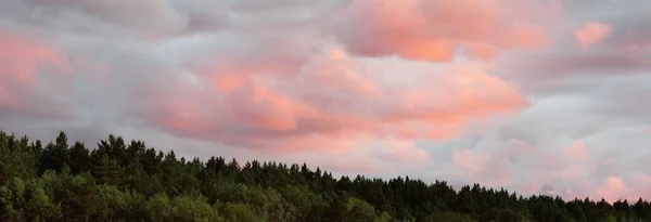 Cielo Atardecer Brillantes Nubes Rosas Doradas Después Tormenta Bosque Siluetas — Foto de Stock