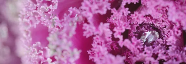 Decorative Ornamental Cabbage Lavender Kale Green Summer Garden Dew Drops — Stock Photo, Image