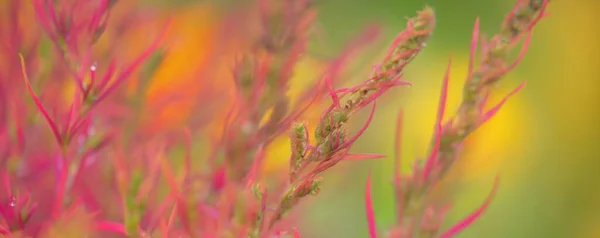Colorful Red Pink Golden Decorative Plants Green Summer Garden Dew — Stockfoto
