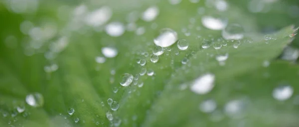 Fresh Green Leaves Crystal Clear Dew Drops Extreme Close Natural — Stock Fotó