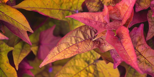 秋の葉の質感 クローズアップ オレンジ 赤の色 自然パターンだ テクスチャ背景 環境保全 生態系 — ストック写真