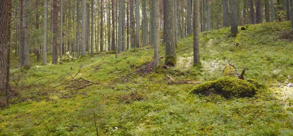 Zarostlé Kopce Tajemného Severního Věčně Zeleného Lesa Mocné Stromy Rostliny — Stock fotografie