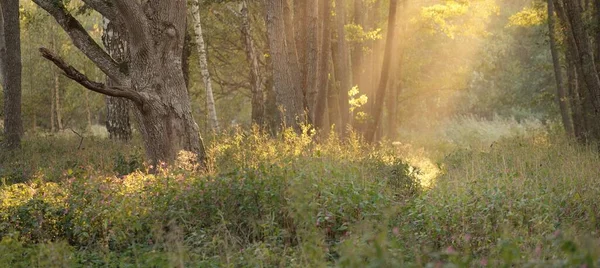 Mysterious Northern Evergreen Forest Fog Mighty Trees Plants Moss Fern — Stockfoto