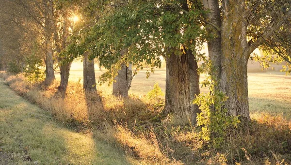 日出时穿过茂密树木的单行线 金色的阳光 仙女秋天的森林场景 纯真的天性生态 北步行 生态旅游 — 图库照片