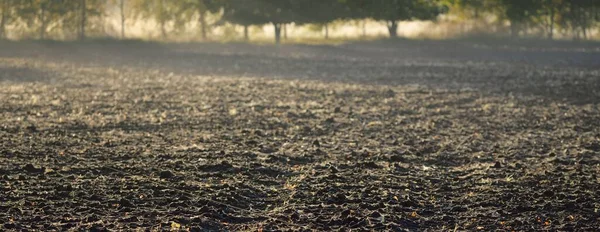 Сельскохозяйственное Поле Текстура Почвы Лес Заднем Плане Мягкий Солнечный Свет — стоковое фото