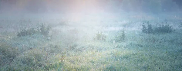 Waldwiese Rasen Bei Sonnenaufgang Pflanzen Tautropfen Morgennebel Sanftes Sonnenlicht Sonnenstrahlen — Stockfoto