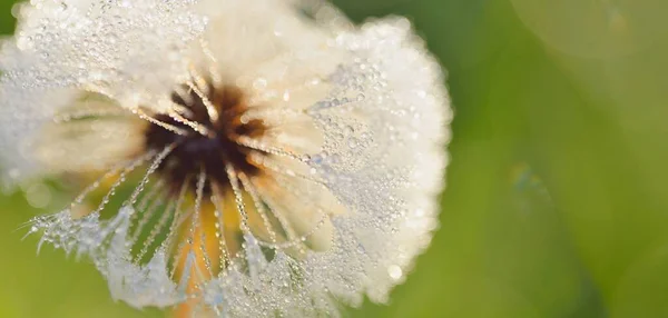 Bílá Pampeliška Taraxacum Květina Pokrytá Kapkami Rosy Dopoledních Hodinách Zblízka — Stock fotografie