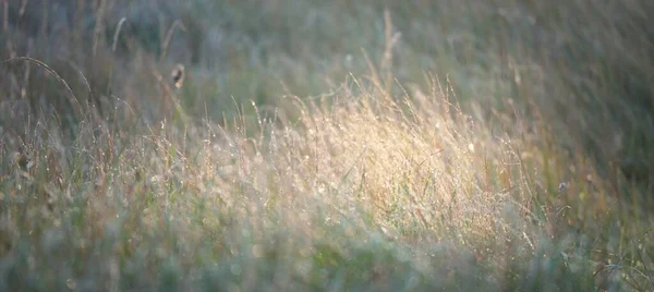 Forest Meadow Lawn Sunrise Plants Dew Drops Morning Fog Soft — Foto de Stock