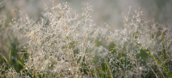 Prato Forestale Prato All Alba Piante Gocce Rugiada Nebbia Mattutina — Foto Stock