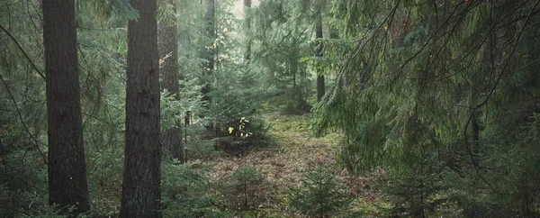 Путь Через Холмы Величественного Вечнозеленого Леса Могучие Сосны Ели Мягкий — стоковое фото