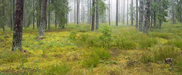 Panorámás Kilátás Nyílik Fenséges Örökzöld Erdőben Hatalmas Fenyő Lucfenyő Moha — Stock Fotó