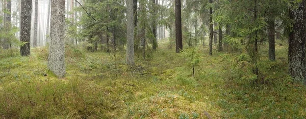 Panoramic View Majestic Evergreen Forest Mighty Pine Spruce Trees Moss — Stockfoto