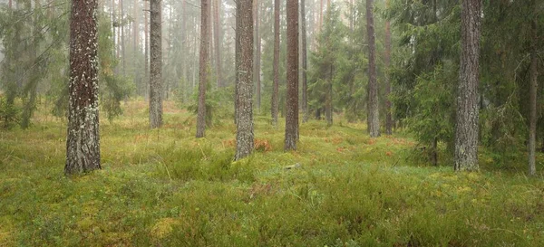 Vista Panorámica Del Majestuoso Bosque Siempreverde Poderosos Pinos Abetos Musgos — Foto de Stock