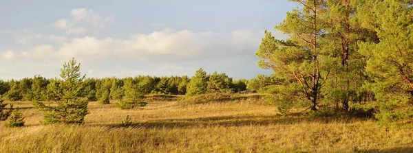 Growing Young Pine Trees Evergreen Forest Dramatic Sky Idyllic Landscape — Stock Photo, Image