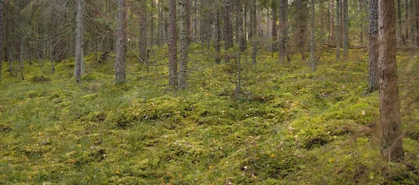 상록수 구릉지를 완만하게 식물들 부드러운 생태관광 — 스톡 사진