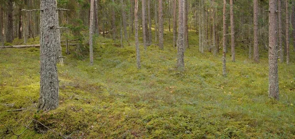 상록수 구릉지를 완만하게 식물들 부드러운 생태관광 — 스톡 사진