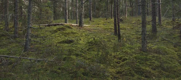 Pathway Hills Majestic Evergreen Pine Forest Mighty Trees Moss Plants — Stok fotoğraf