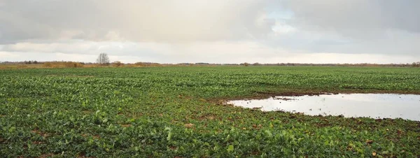 Green Plowed Agricultural Field Sunset Puddle Flowing Water Dramatic Sky — Foto de Stock