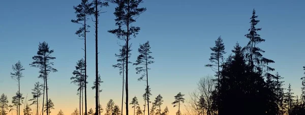 Evergreen Forest Sunset Dark Silhouettes Mighty Pine Trees Clear Sky — Zdjęcie stockowe
