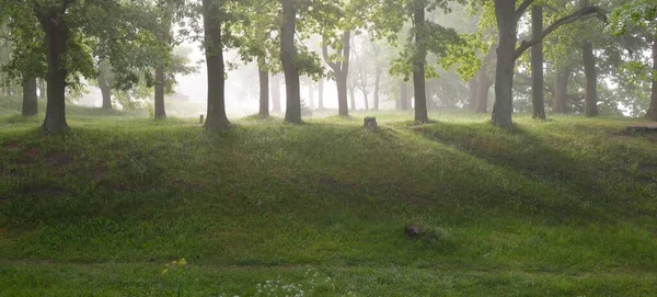 Majestätisk Sommarskog Dimma Mjukt Solljus Mäktiga Träd Gröna Blad Växter — Stockfoto