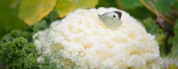 Pieris Brassicae Butterfly Close Decorative Ornamental Cabbage White Kale Green — Stock Photo, Image