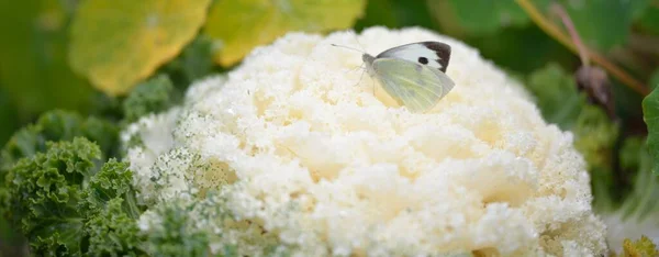 Pieris Brassicae Sommerfugl Nærbilde Pyntedekorert Kål Hvit Grønnkål Grønn Sommerhage – stockfoto