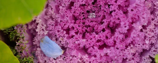 Decorative Ornamental Cabbage Lavender Kale Green Summer Garden Dew Drops — ストック写真