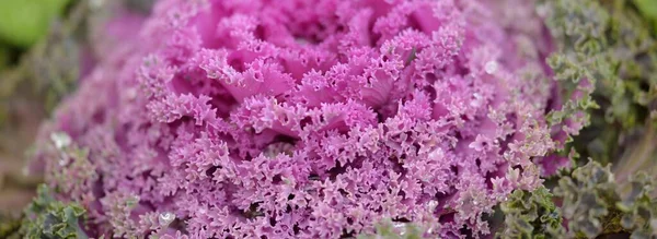 Decorative Ornamental Cabbage Lavender Kale Green Summer Garden Dew Drops — Foto de Stock