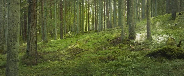 Overgrown Hills Mysterious Northern Evergreen Forest Mighty Trees Plants Moss — Stockfoto
