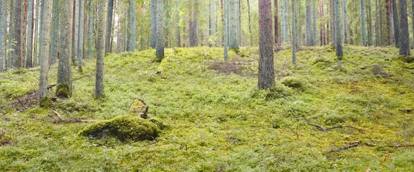 Overwoekerde Heuvels Van Een Mysterieus Noordelijk Altijd Groen Bos Machtige — Stockfoto