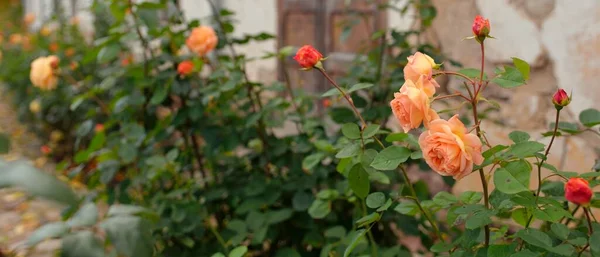 Blooming Flowers Modern English Hybrid Tea Rose Traditional Stone House — Stock Photo, Image