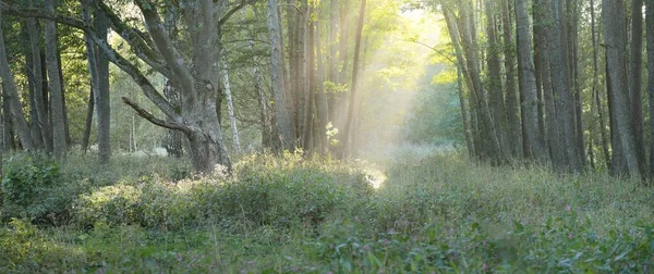 Mysterious Northern Evergreen Forest Fog Mighty Trees Plants Moss Fern — Fotografia de Stock