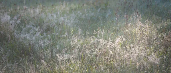 Forest Meadow Lawn Sunrise Plants Dew Drops Morning Fog Soft — ストック写真