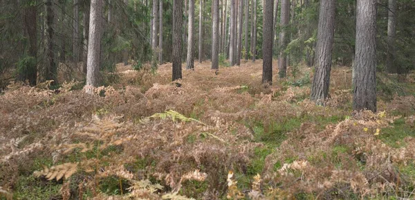 Pfad Durch Den Immergrünen Wald Mächtige Kiefern Und Fichten Goldene — Stockfoto