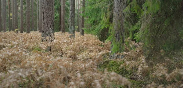 Sonsuz yeşil ormanın içinden geçen yol. Güçlü çam ve çam ağaçları, altın eğreltiotu yaprakları, yosunlar, bitkiler. Yumuşak güneş ışığı. Atmosferik manzara. Sonbahar renkleri. Doğa, mevsimler, ekoloji, ekotuizm