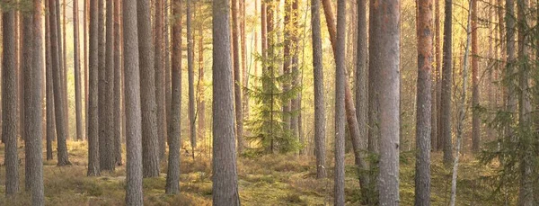 상록수 사이를 지나간다 소나무와 가문비나무 부드러운 황금빛 목가적 생태관광 — 스톡 사진