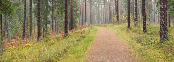 Pathway Majestic Evergreen Forest Mighty Pine Spruce Trees Moss Fern — Foto de Stock