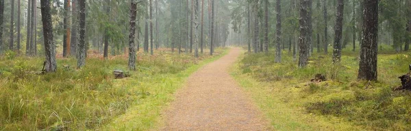 상록수 지나간다 소나무와 가문비나무 양치류 기각되는 생태계 스웨덴 스칸디나비아 — 스톡 사진