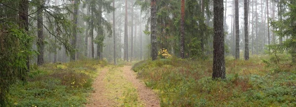 穿过雄伟的常青森林的路 高大的松树和云杉树 大气景观 斯堪的纳维亚 — 图库照片