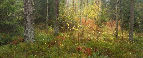 Panoramic view of the majestic evergreen forest. Mighty pine and spruce trees, moss, fern, plants. Fog, mist, soft sunlight. Atmospheric landscape. Nature, environment, ecology. Sweden, Scandinavia