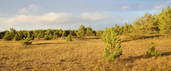 Cultivando Pinheiros Jovens Floresta Sempre Verde Céu Dramático Paisagem Idílica — Fotografia de Stock