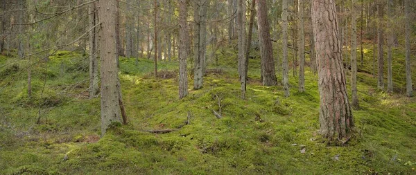 Шлях Через Пагорби Величного Вічнозеленого Соснового Лісу Могутні Дерева Мох — стокове фото