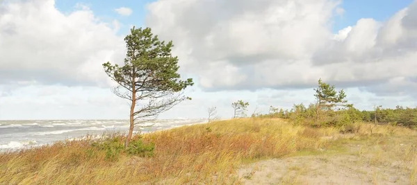 Östersjökusten Efter Regnet Sanddyner Sandgräs Ensamma Träd Dramatisk Solnedgång Himmel — Stockfoto