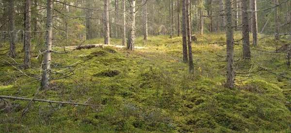 Pathway Hills Majestic Evergreen Pine Forest Mighty Trees Moss Plants — Fotografia de Stock