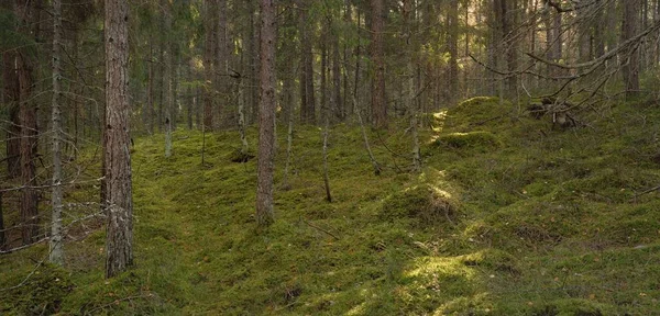 Görkemli çam ormanının tepelerinden geçen yol. Güçlü ağaçlar, yosunlar, bitkiler. Yumuşak günbatımı ışığı. Saf doğa, çevresel koruma, eko-turizm.