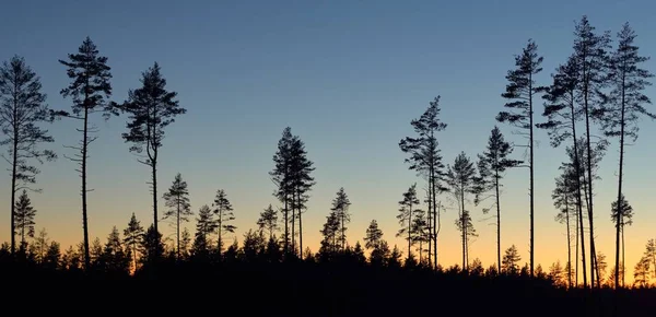 Αειθαλές Δάσος Ηλιοβασίλεμα Σκούρες Σιλουέτες Από Πανίσχυρα Πεύκα Καθαρός Ουρανός — Φωτογραφία Αρχείου