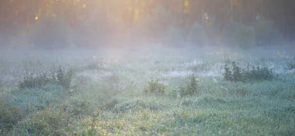 Forest Meadow Lawn Sunrise Plants Dew Drops Morning Fog Soft — Stockfoto