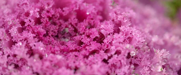 Decorative Ornamental Cabbage Lavender Kale Green Summer Garden Dew Drops — ストック写真