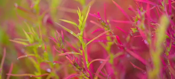 Colorful Red Pink Golden Decorative Plants Green Summer Garden Dew — Stock Photo, Image